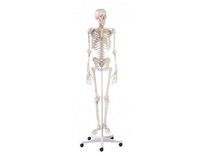 Model kostry človeka s vyznačením svalov - na pohyblivom stojane 