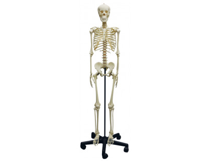 Model kostry dospievajúceho človeka 