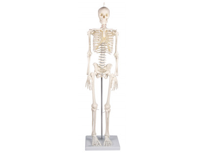 Mini model kostry človeka 