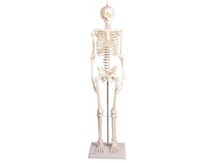 Mini model kostry človeka - s pohyblivou chrbticou 