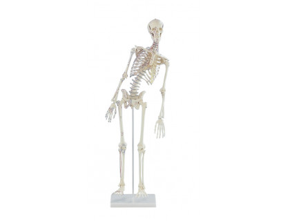 Mini model kostry človeka s pohyblivou chrbticou s vyznačením svalov 