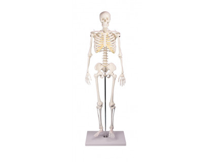 Mini model ľudskej kostry 