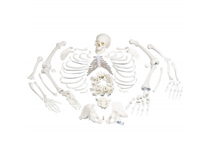 Rozložený model ľudskej kostry - celá kostra 
