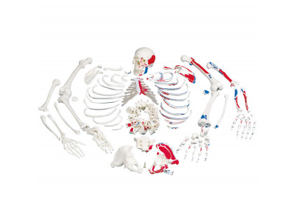 Rozložený model ľudskej kostry - celá kostra s maľovanými svalmi