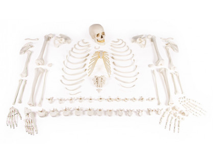 Model ľudskej kostry - rozložený