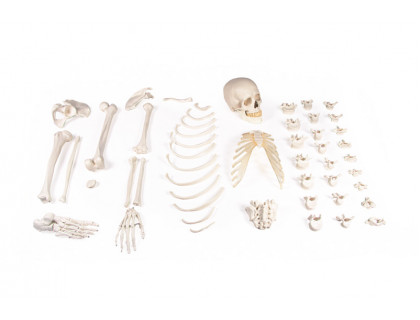 Model polovice ľudskej kostry - rozložený