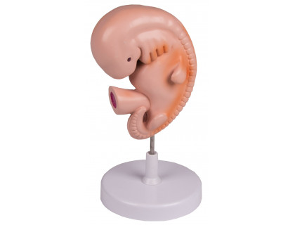 Model ľudského embrya,4 týždne