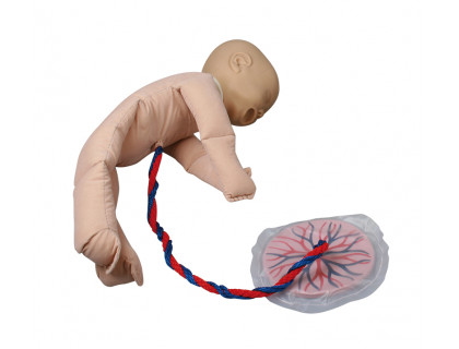 Model ľudského plodu s placentou