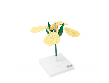 Model - Kvet horčice