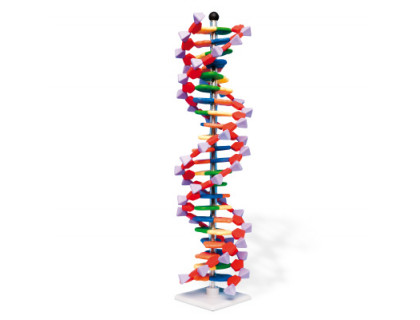 Veľký model DNA
