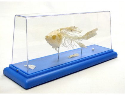 Model - Kostra ryby 