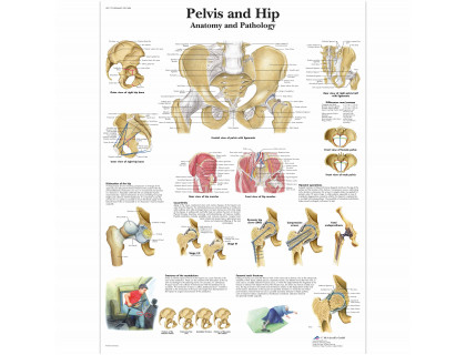 Obraz Panva a bedrový kĺb – anatómia a patológia 50x67cm