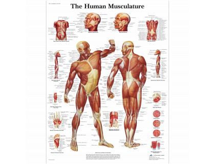 Obraz Ľudská svalová sústava 50x67cm