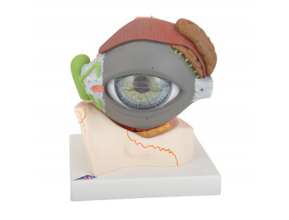 Model oka 5-krát zväčšený,8 častí