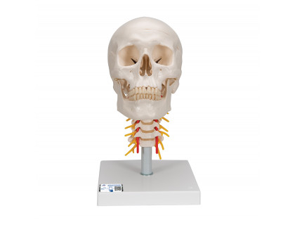 Model ľudská lebka postavená na krčných stavcoch 4-dielna
