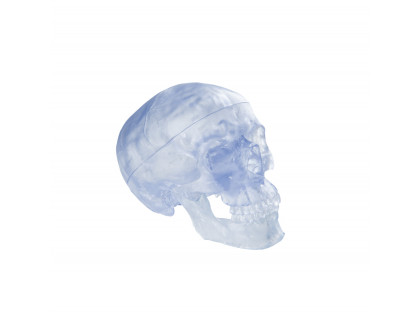 Model ľudská lebka priehľadná 3 dielna