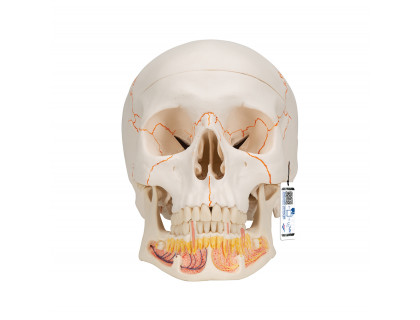 Model ľudská lebka s otvorenou sánkou 3-dielna