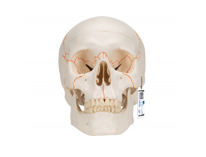 Model ľudská lebka očíslovaná 3-dielna