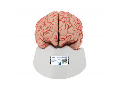 Model mozgu s mozgovými žilami,9 častí