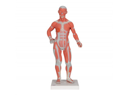 Model figurína svalstva 1/3 životnej veľkosti 2 časti 