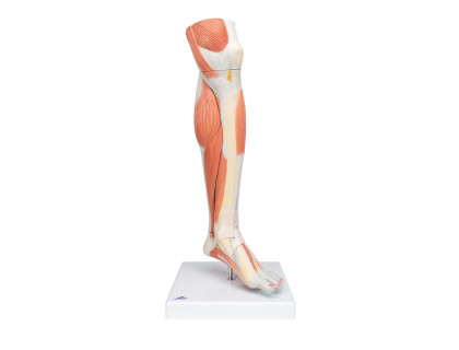 Model dolnej končatiny s kolenom a svalmi,3 časti