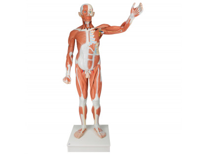 Model figurína svalstva muža  37 častí