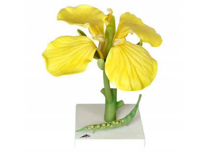 Model - Kvet repky olejnej