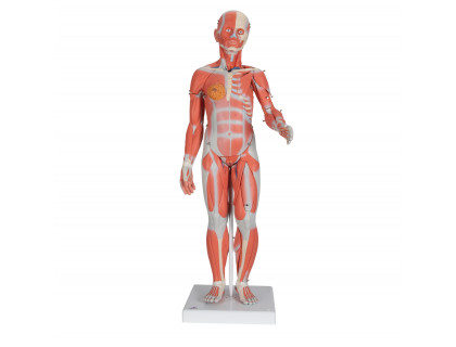 Model figurína svalstva obojpohlavná 1/2 životnej veľkosti 33 častí