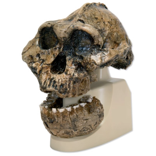 Antropologick&aacute; lebka - KNM-ER 406, Omo L. 7a-125