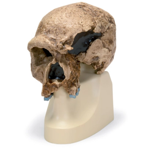 Antropologick&aacute; lebka - Steinheim