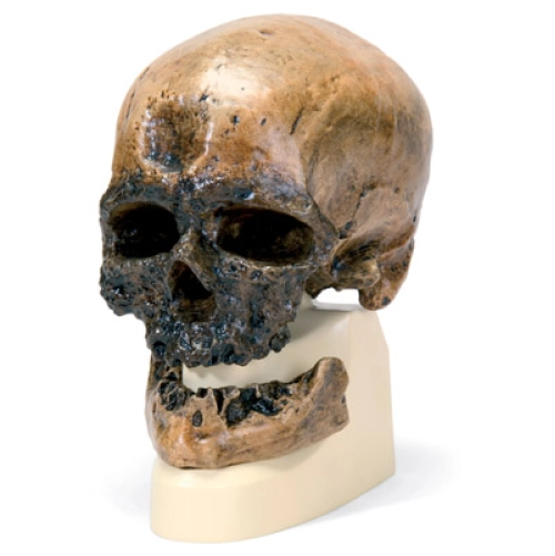 Antropologick&aacute; lebka - Cr&ocirc;-Magnon