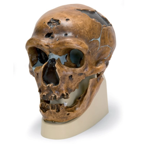 Antropologick&aacute; lebka -  La Chapelle-aux-Saints