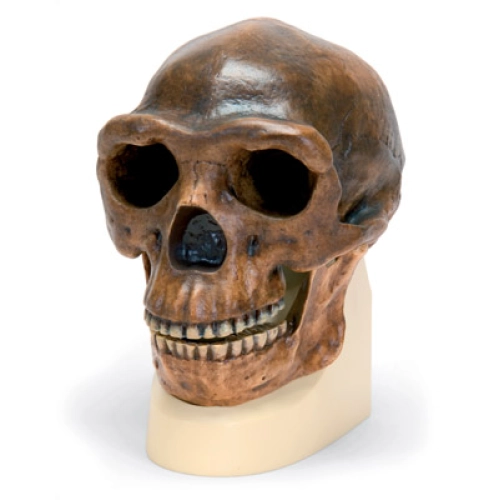 Antropologick&aacute; lebka - Sinanthropus