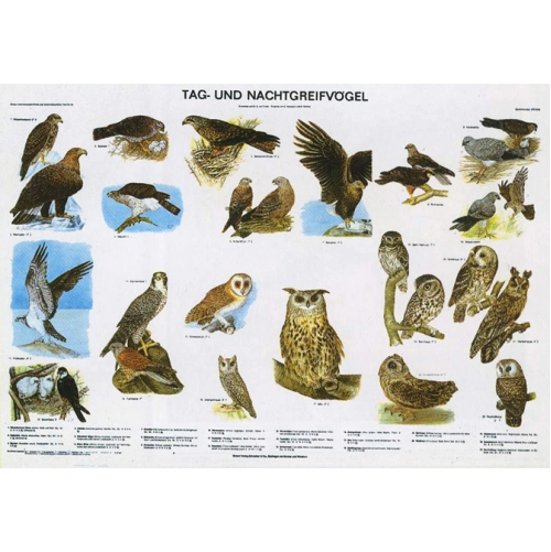 Nočn&eacute; a denn&eacute; drav&eacute; vt&aacute;ctvo