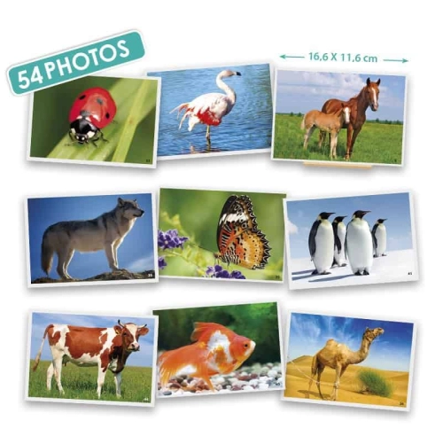 Fotokarty - Dom&aacute;ce zvierat&aacute;,div&aacute; zver