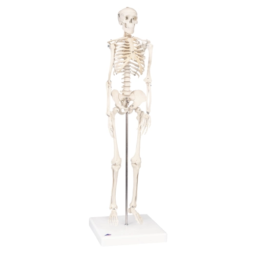 Mini - kostra človeka - model