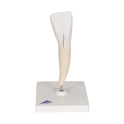 Model zub doln&yacute; rez&aacute;k,2 časti