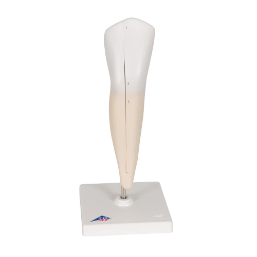 Model zub doln&yacute; očn&yacute;,2 časti