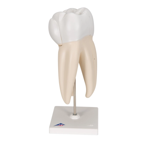 Model zub horn&aacute; trojkoreňov&aacute; stolička,3 časti