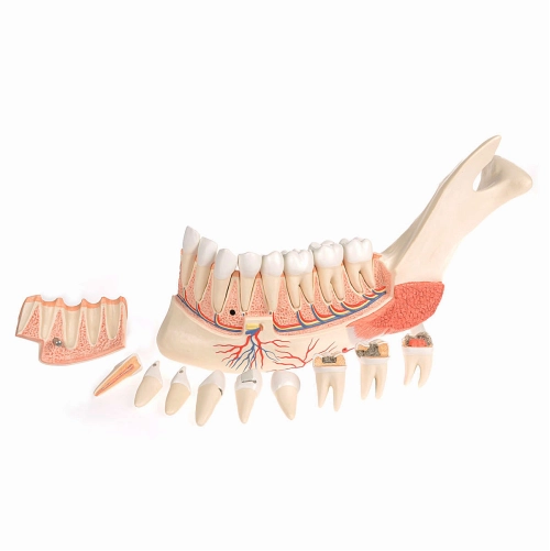 Model dolnej čeľuste kompletn&yacute;,19 čast&iacute;