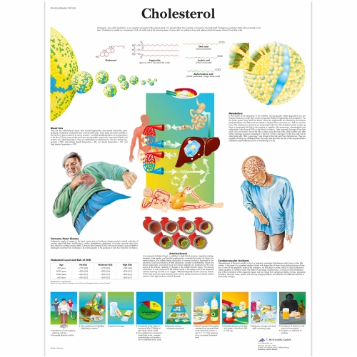 Obraz Cholesterol 50x67cm