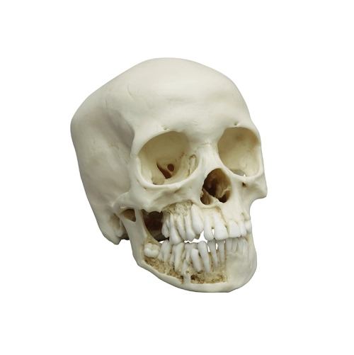 Model lebky dvan&aacute;sťročn&eacute;ho dieťaťa