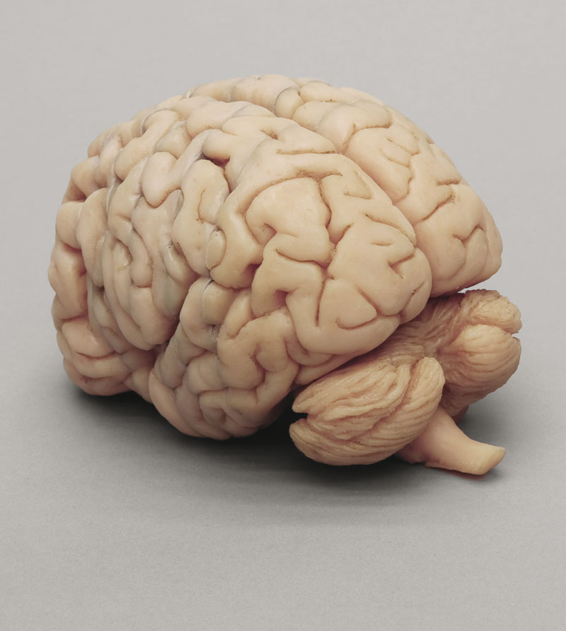 Купить бу мозги. Макет мозга. Муляж мозга. Бутафорский настоящий мозг.