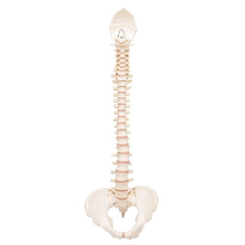 Model ľudskej chrbtice - BONElike &trade;
