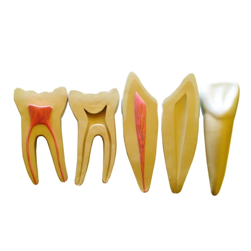 Model zubov,3 časti