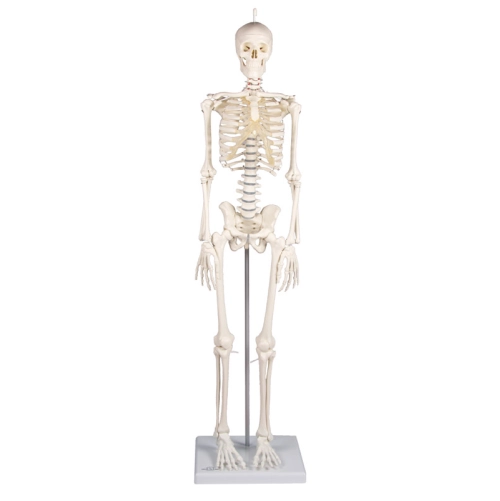 Mini model kostry človeka 