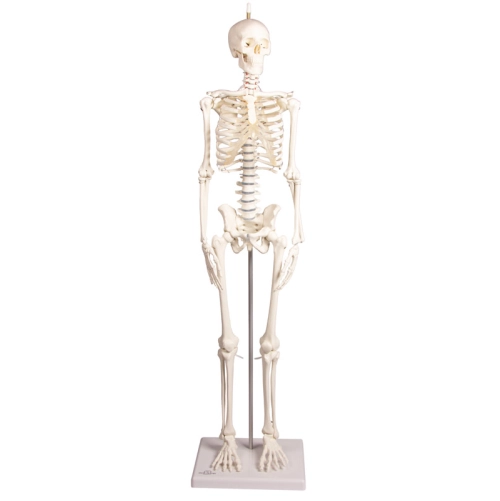 Mini model kostry človeka - s pohyblivou chrbticou 