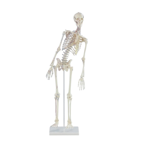 Mini model kostry človeka s pohyblivou chrbticou s vyznačen&iacute;m svalov 