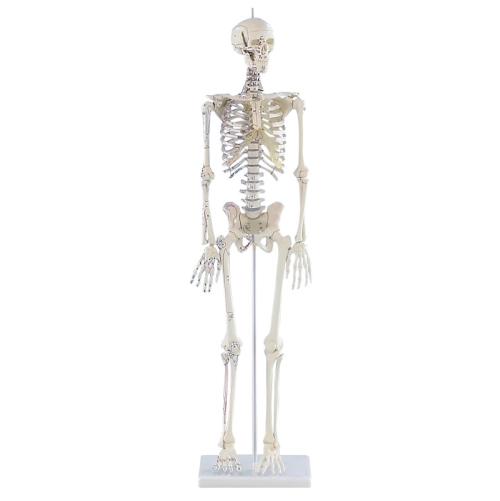 Mini model kostry človeka s vyznačen&iacute;m svalov 