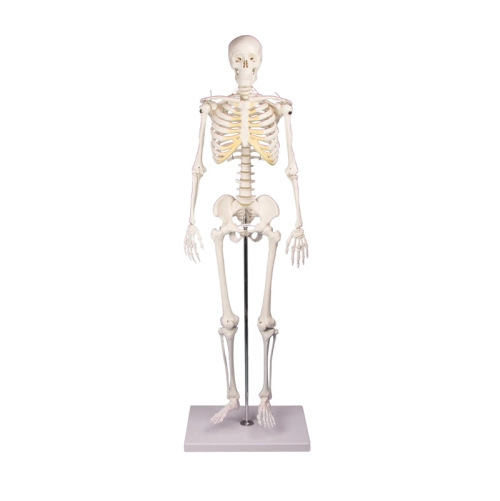 Mini model ľudskej kostry 